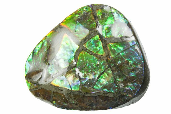Iridescent Ammolite (Fossil Ammonite Shell) - Alberta #357517